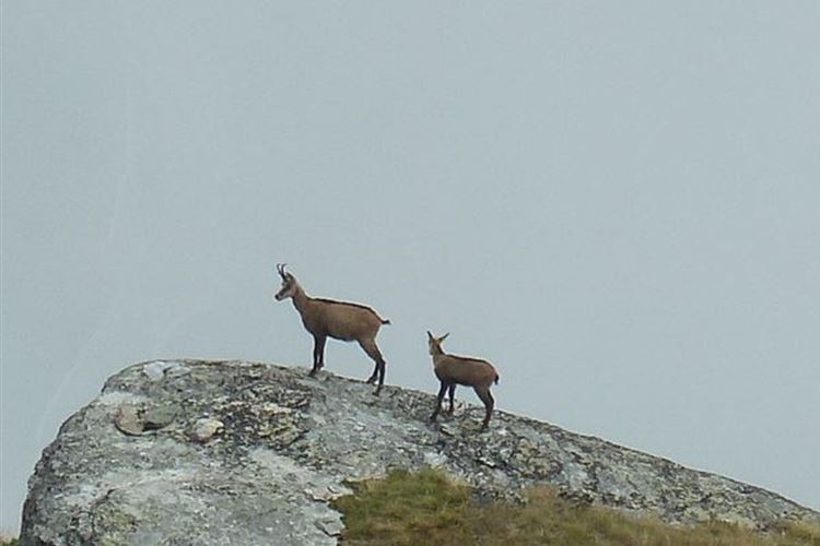 France Alps, Walkers Haute Route (Chamonix to Zermatt), Chamois below path above Jungen - 2nd September 2015, Walkopedia